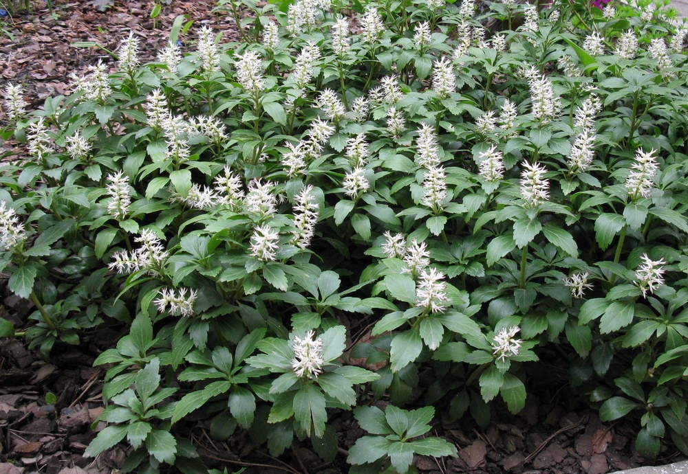 Пахизандра верхушечная Пахизандра (Pachysandra terminalis 'Pachysandra')