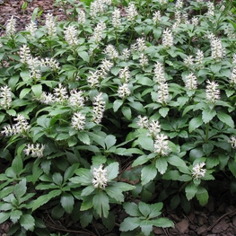 Пахизандра верхушечная Пахизандра (Pachysandra terminalis 'Pachysandra')