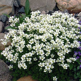 Иберис вечнозеленый Иберис (Iberis sempervirens 'Iberis')