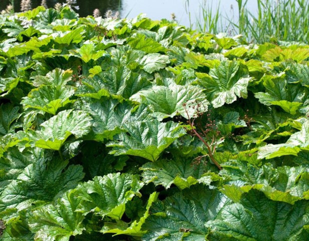 Дармера щитовидная Дармера (Darmera peltata 'Darmera')