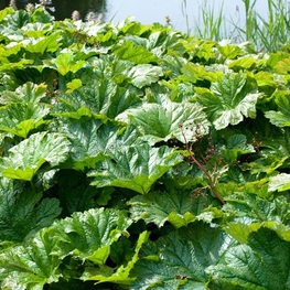 Дармера щитовидная Дармера (Darmera peltata 'Darmera')