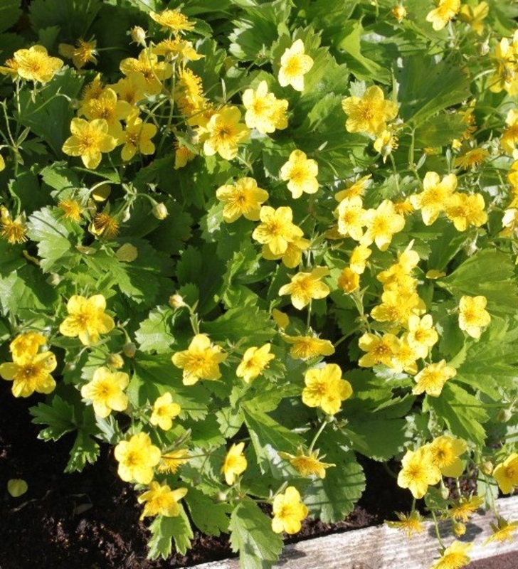Вальдштейния тройчатая Вальдштейния (Waldsteinia ternata 'Waldsteinia')