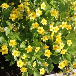 Вальдштейния тройчатая Вальдштейния (Waldsteinia ternata 'Waldsteinia')