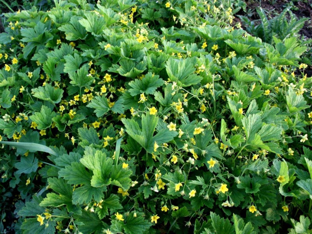 Вальдштейния гравилатовидная Вальдштейния (Waldsteinia geoides 'Waldsteinia')
