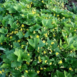 Вальдштейния гравилатовидная Вальдштейния (Waldsteinia geoides 'Waldsteinia')