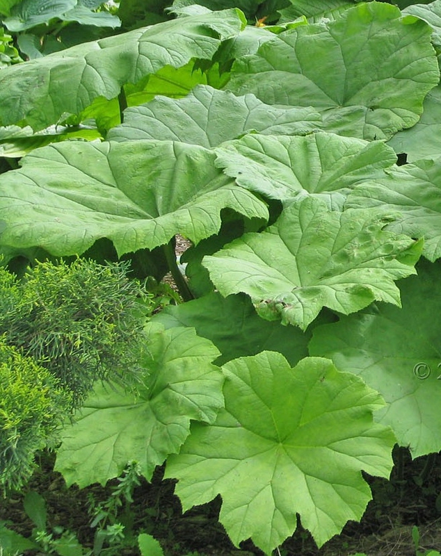 Астильбоидес пластинчатый (Astilboides tabularis 'Astilboides')