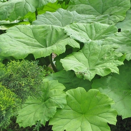 Астильбоидес пластинчатый (Astilboides tabularis 'Astilboides')