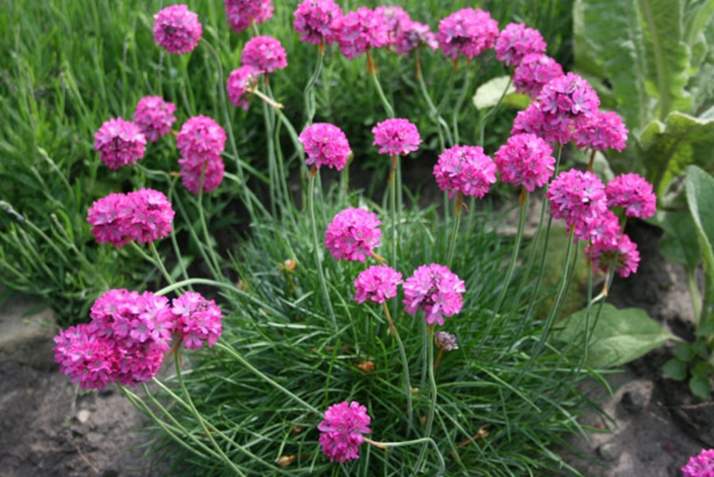 Армерия приморская Перфекта (Armeria maritima 'Perfecta')