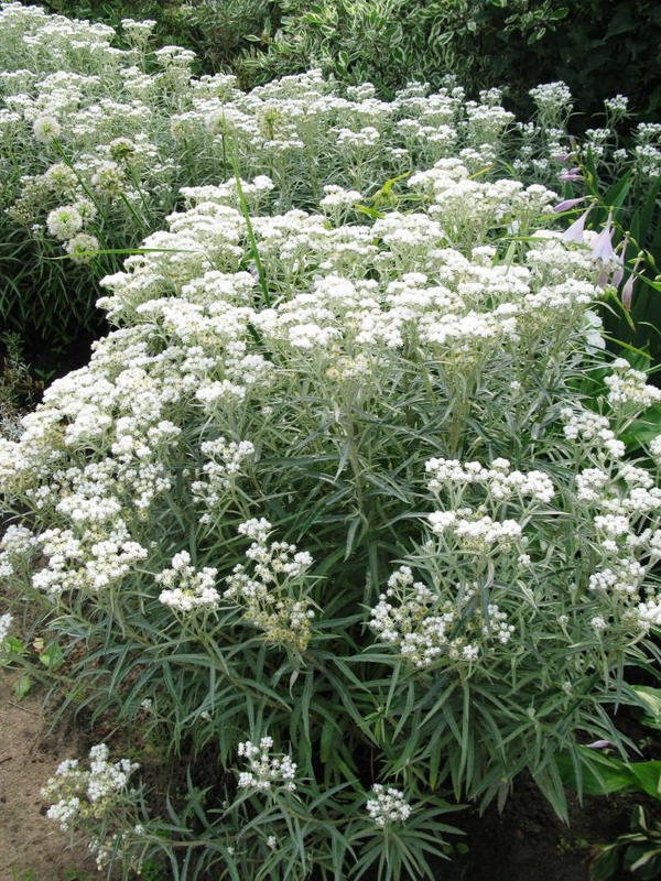Анафалис жемчужный (Anaphalis margaritacea 'Anaphalis')