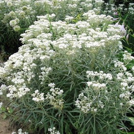 Анафалис жемчужный (Anaphalis margaritacea 'Anaphalis')