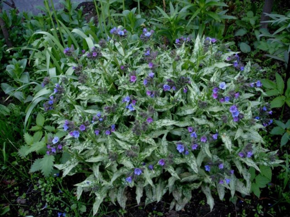 Медуница длиннолистная Дайана Клэр (Pulmonaria longifolia 'Diana Clare')