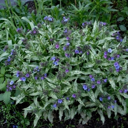 Медуница длиннолистная Дайана Клэр (Pulmonaria longifolia 'Diana Clare')