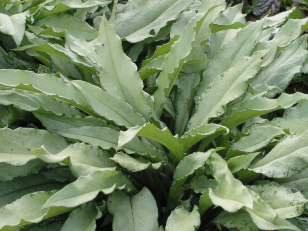 Медуница длиннолистная Самурай (Pulmonaria longifolia 'Samurai')