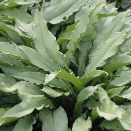 Медуница длиннолистная Самурай (Pulmonaria longifolia 'Samurai')