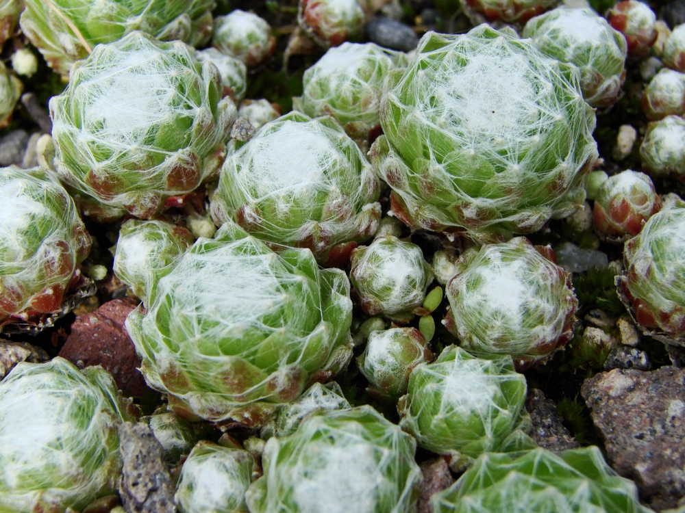 Молодило паутинистое (Sempervivum arachnoideum 'Sempervivum')