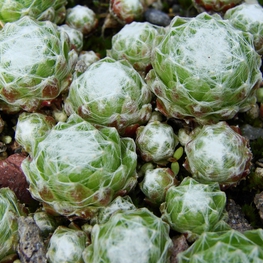 Молодило паутинистое (Sempervivum arachnoideum 'Sempervivum')