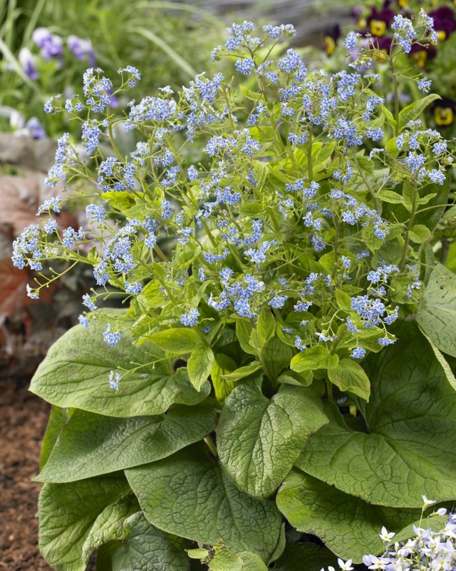 Бруннера крупнолистная (Brunnera macrophylla 'Brunnera')