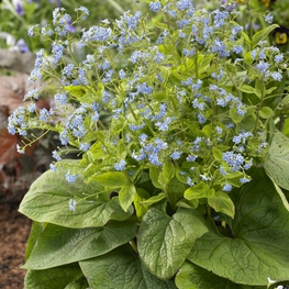 Бруннера крупнолистная (Brunnera macrophylla 'Brunnera')