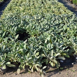 Чистец шерстистый (Stachys byzantina 'Stachys')