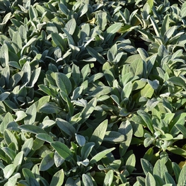 Чистец шерстистый (Stachys byzantina 'Stachys')