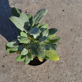 Чистец шерстистый (Stachys byzantina 'Stachys')