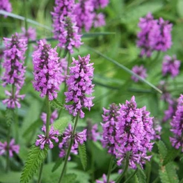 Чистец Монье Хуммело (Stachys monnieri 'Hummelo')