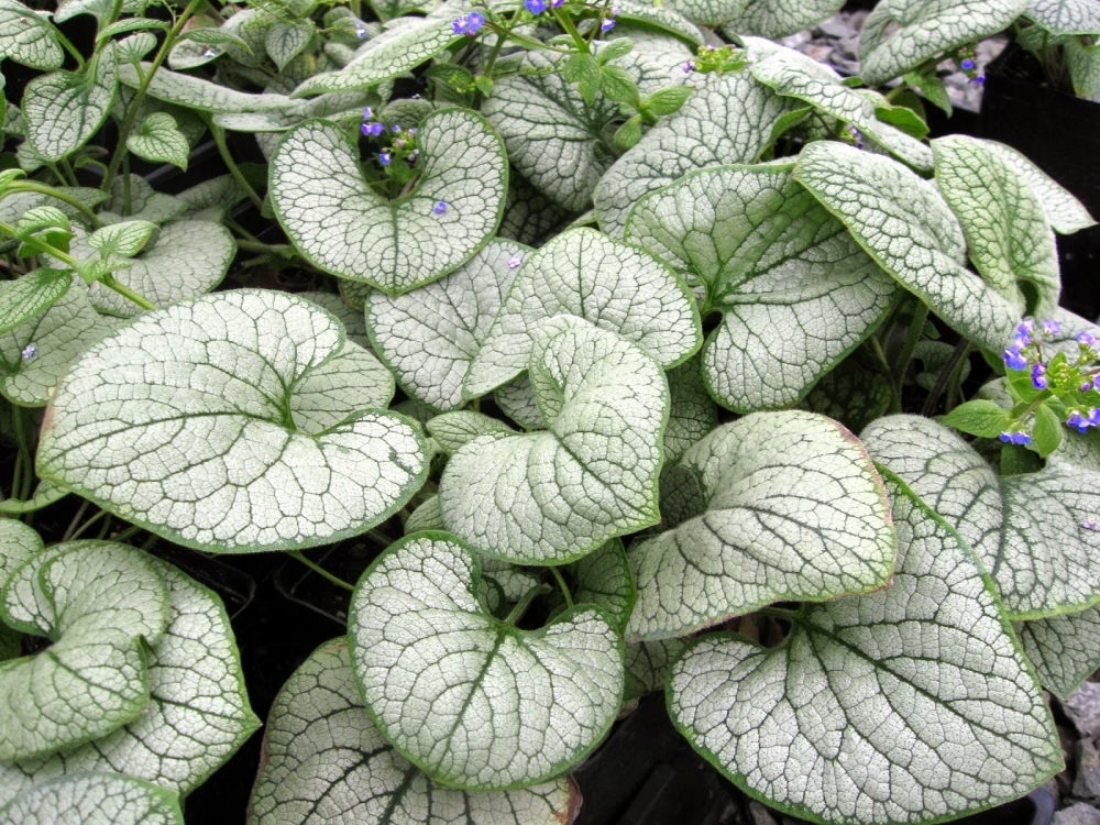 Бруннера крупнолистная Си Харт (Brunnera macrophylla 'Sea Heart')