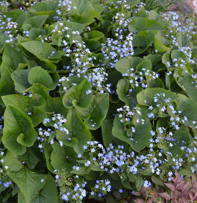Бруннера сибирская Сибирика (Brunnera sibirica 'Sibirica')