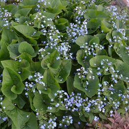 Бруннера сибирская Сибирика (Brunnera sibirica 'Sibirica')