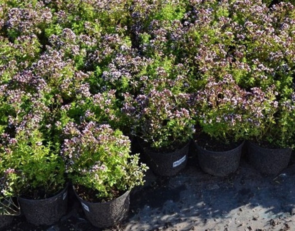 Душица обыкновенная (Origanum vulgare 'Origanum')