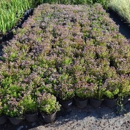 Душица обыкновенная (Origanum vulgare 'Origanum')