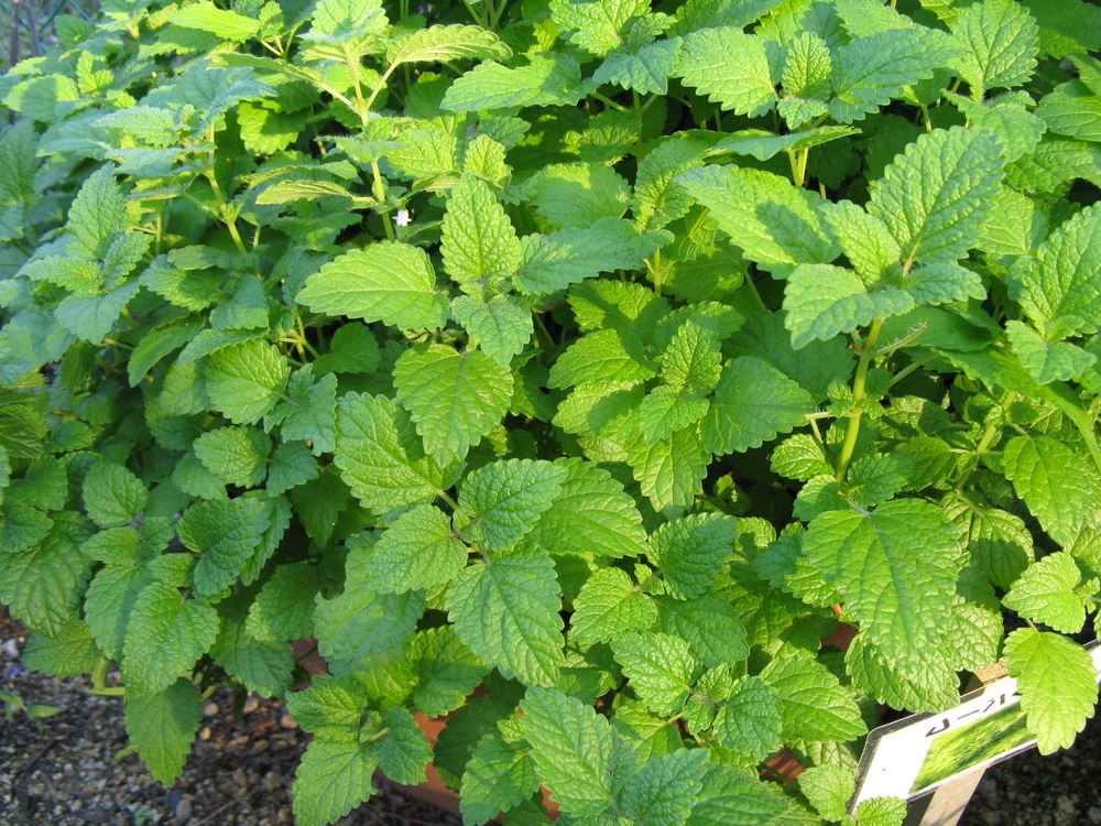 Мелисса (Melissa officinalis 'Melissa')