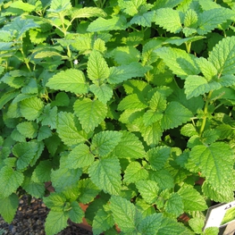 Мелисса (Melissa officinalis 'Melissa')