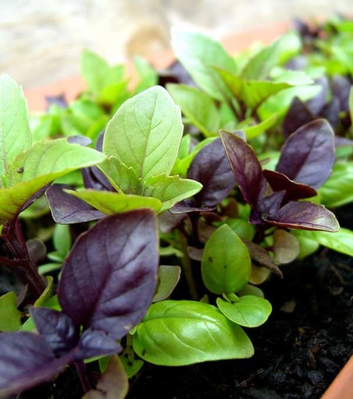 Базилик (Ocimum basilicum 'Ocimum')