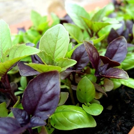 Базилик (Ocimum basilicum 'Ocimum')