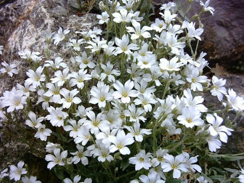 Ясколка Биберштейна (Cerastium biebersteinii 'Cerastium')