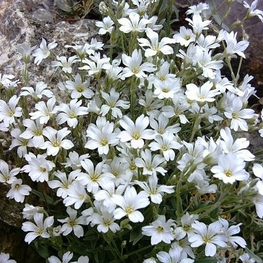 Ясколка Биберштейна (Cerastium biebersteinii 'Cerastium')