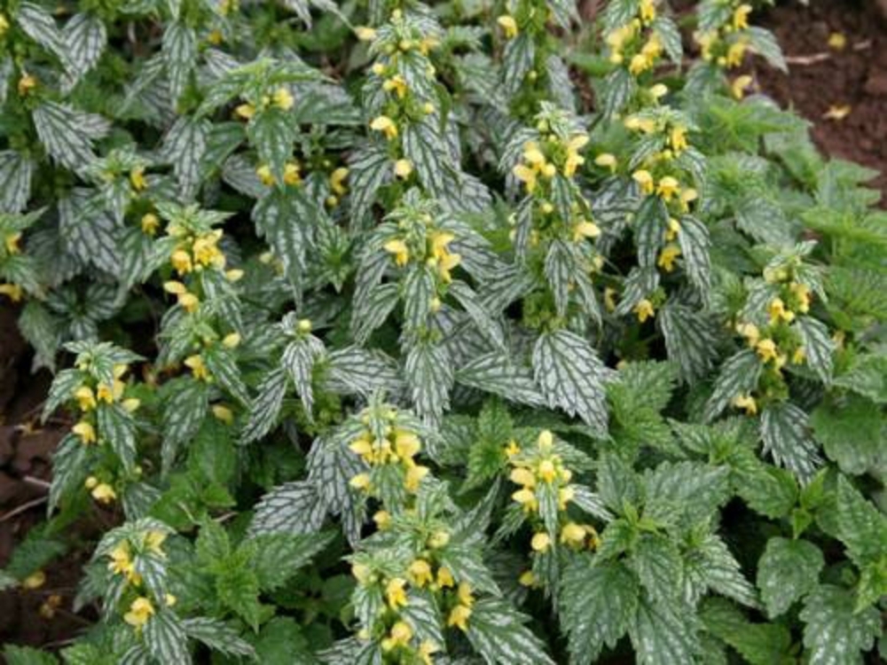 Яснотка зеленчуковая (Lamiastrum galeobdolon 'Lamiastrum')