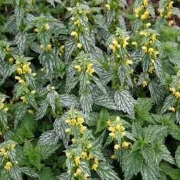 Яснотка зеленчуковая (Lamiastrum galeobdolon 'Lamiastrum')