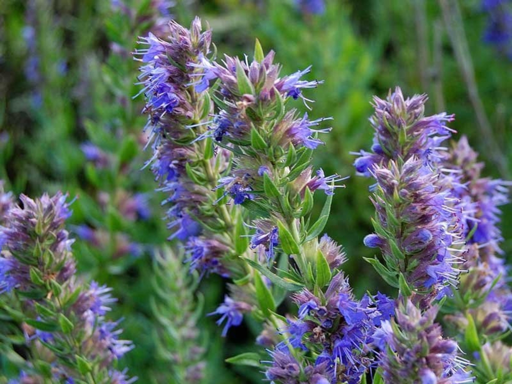 Иссоп лекарственный (Hyssopus officinalis 'Hyssopus')