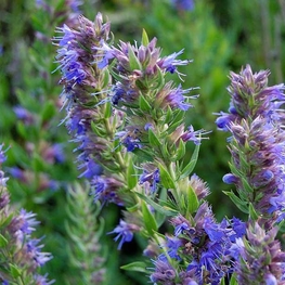 Иссоп лекарственный (Hyssopus officinalis 'Hyssopus')