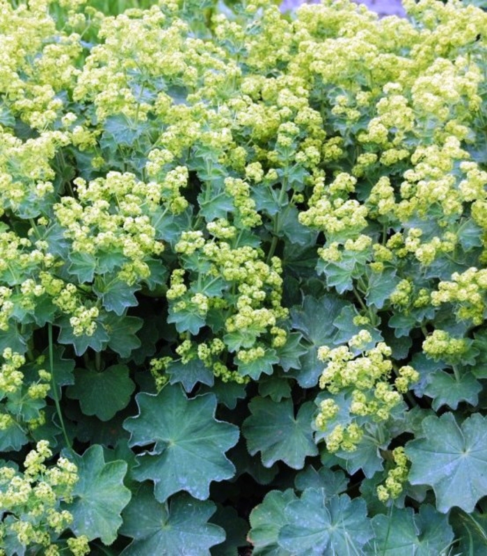 Манжетка мягкая (Alchemilla mollis 'Alchemilla')