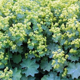 Манжетка мягкая (Alchemilla mollis 'Alchemilla')