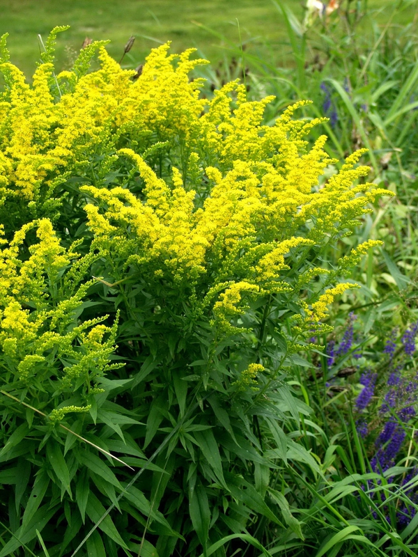 Солидаго канадский Голдкинг (Solidago canadensis 'Goldking')