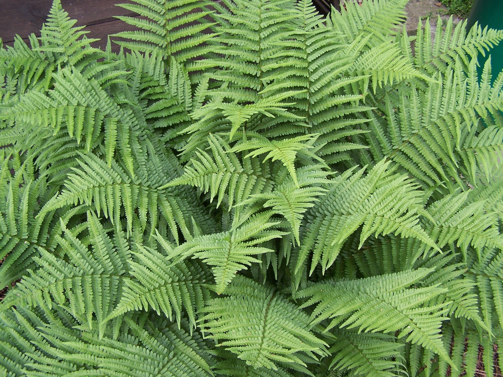 Щитовник мужской (Dryopteris filix-mas 'Dryopteris')
