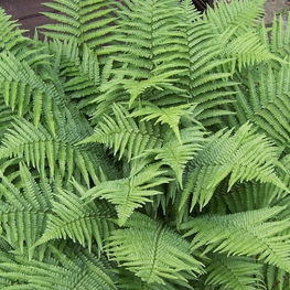 Щитовник мужской "Dryopteris"