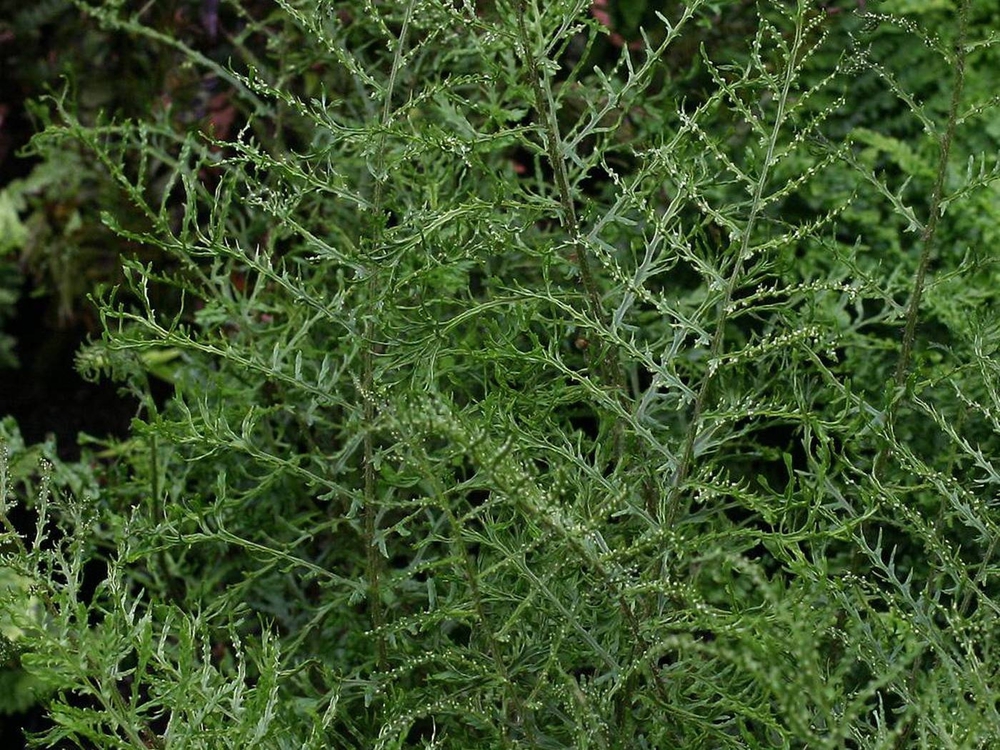 Щитовник мужской Линеарис (Dryopteris filix-mas 'Linearis')