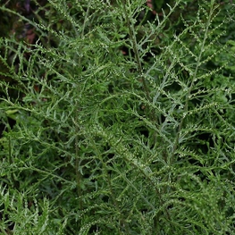 Щитовник мужской Линеарис (Dryopteris filix-mas 'Linearis')