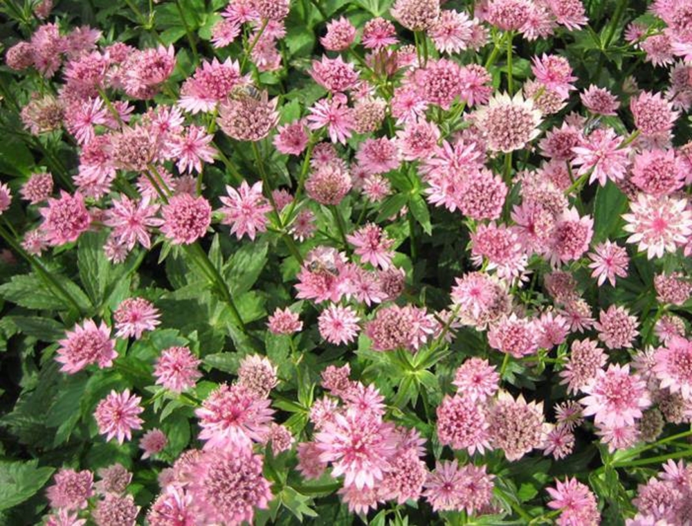 Астранция большая (Astrantia major 'Astrantia')