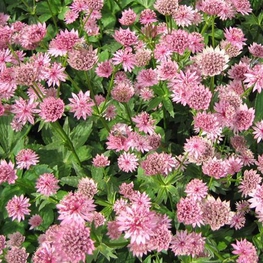 Астранция большая "Astrantia"